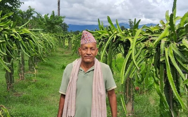 ड्रागन खेतीमा रमाइरहका चक्रबहादुर